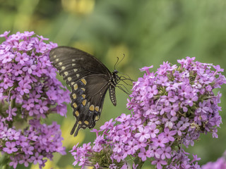 Eastern tiger swallowtail, Papilio glaucus