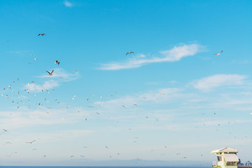 seagulls flying over a lifeguard hut in La Jolla beach