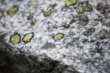 Rock and Lichen Texture