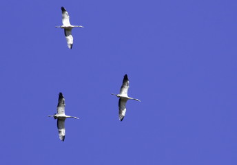 The family of common cranes in flight on a blue sky background. 