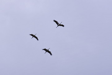 The family of common cranes in flight on a blue sky background. 