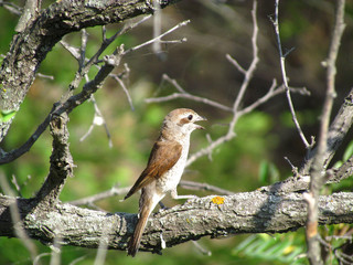 bird on branch