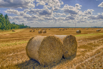 In the Belarusian field