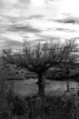 Árbol seco bajo el agua