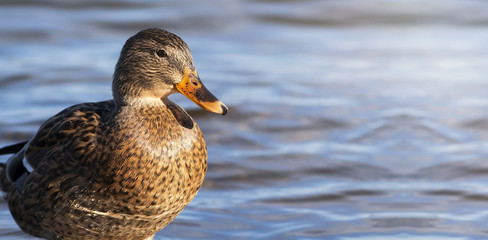 Duck hunting banner