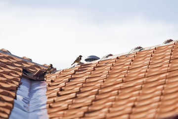 Two sparrows on a roof