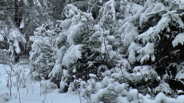 почти зима и все ей дышит даже лес