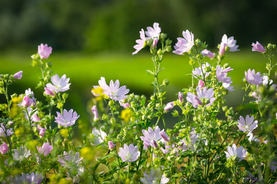 Mallow Flowers Bush