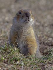 cute gophers on sunny meadow
