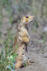 cute gophers on sunny meadow