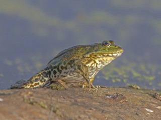 Green frog sits on the banks of the swamp