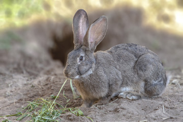 cute fluffy bunny