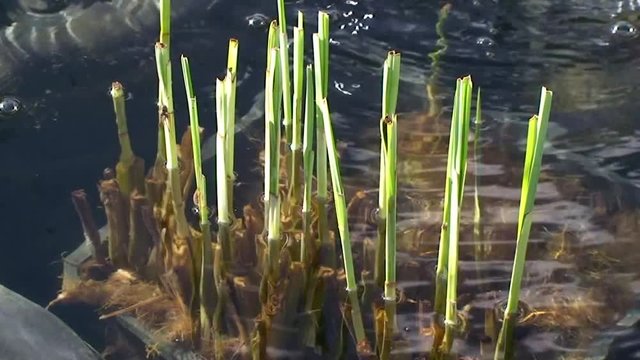 Unruhige Wasseroberfl&auml;che in einem kleinen Biotop mit agbeschnittenen Schilfhalmen