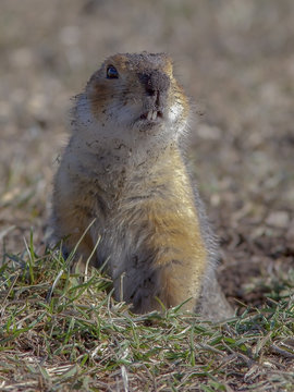 รูปภาพGophers – เลือกดูภาพถ่ายสต็อก เวกเตอร์ และวิดีโอ24,826 | Adobe Stock