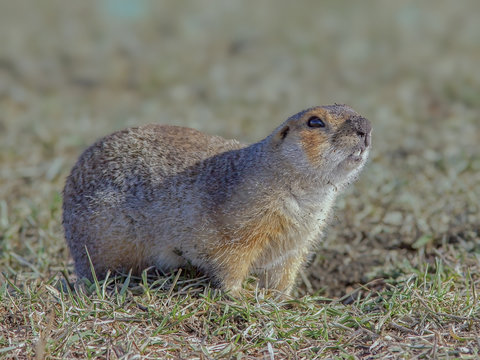 cute gophers on sunny meadow