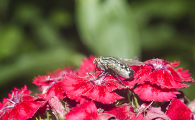fly insect on flower