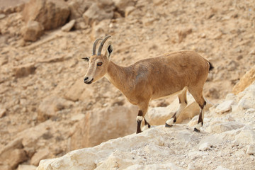Obraz premium close up of wild young nubian ibex