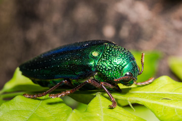 Jewel Beetle (Sternocera ruficornis)