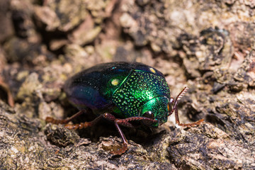 Jewel Beetle (Sternocera ruficornis)