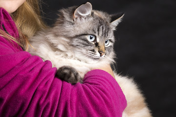 fluffy beautiful cat sitting on hands