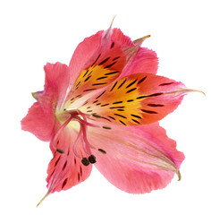 Fototapeta na wymiar Alstroemeria flower head closeup isolated on white background