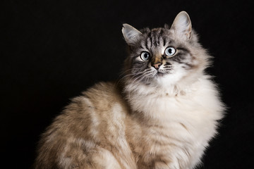 Fototapeta na wymiar portrait of Siamese cat on a black background