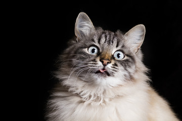 Fototapeta na wymiar funny portrait of a Siamese cat