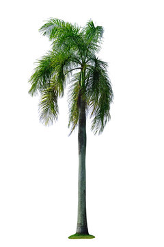 Betel palm tree isolated on white. A clipping path.