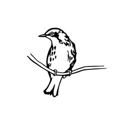 Hand drawn bird