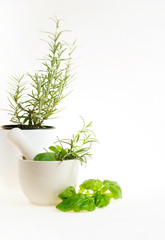 Healthy herbs in white ceramic mortar and a potted rosemary isolated on white 