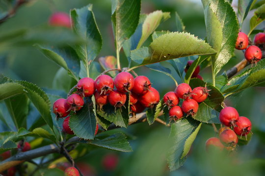 Ast der Echten Mehlbeere mit roten Früchten und grünen Blättern