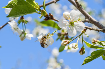bee pollinate cherry blossom 