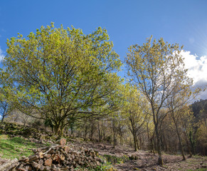 Obraz premium oak trees