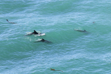 groupe de dauphins
