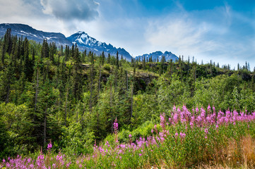 Alaska- views between Chitina and Portage- 