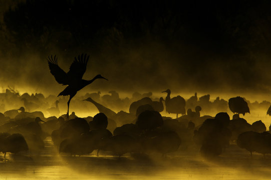 Birds at sunset, Bosque del Apache National Wildlife Refuge, New Mexico, USA