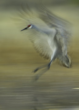 Sanhill crane, Bosque del Apache National Wildlife Refuge, New Mexico, USA
