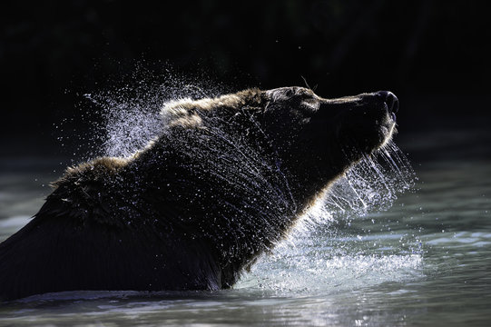 Brown bear in water, Alaska, USA