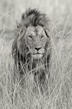 Lion, Masai Mara, Kenya, black and white