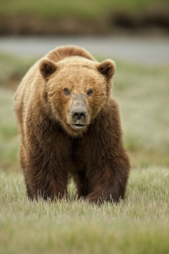 Brown bear walking on grass