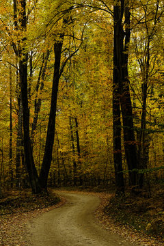 Autumn trees and lane
