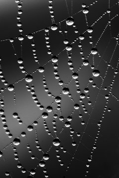Spider web with dew drops, close up