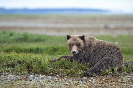 Brown bear resting, Alaska