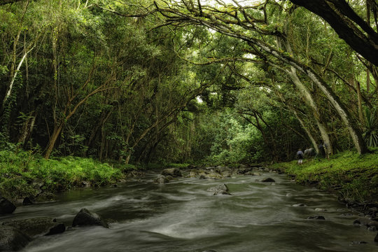 Trees and river, Kauai, Hawaii