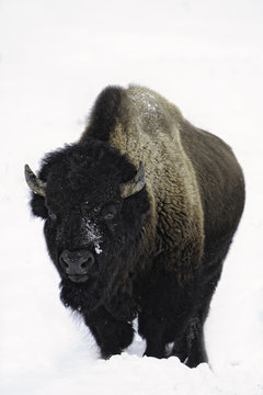 Bison, portrait