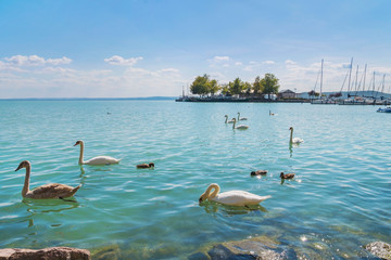 Port of Balatonfured and Lake Balaton with swans, Hungary - obrazy, fototapety, plakaty
