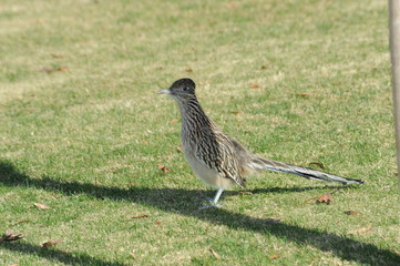 Roadrunner 2