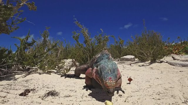 Exuma Island iguana crawling on the beach.