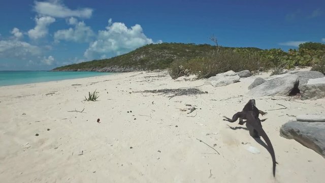 Exuma Island iguana crawling on the beach.