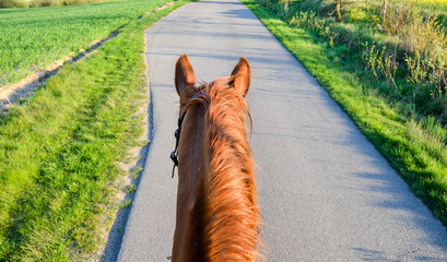 Hals eines Pferdes beim Reiten